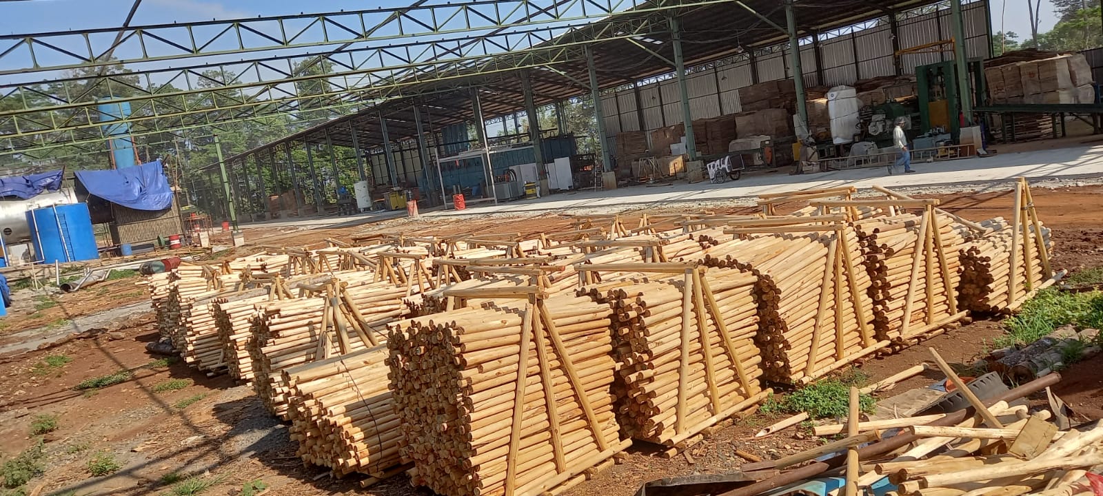 Albasia Center Log (ampulur)